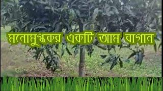 mango cultivation | mango tree  | SKS Agro Zone