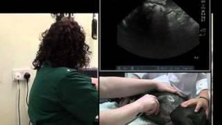 IMV imaging Abdominal Ultrasound Video 8 - Ultrasound exam of the abdominal GI tract