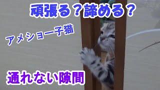 ギリギリ出られない幅のふすまと戦うアメショのソラ