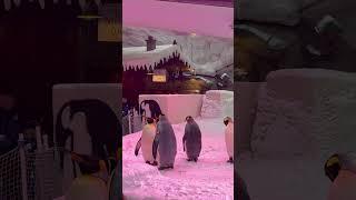  Unbelievable Penguin Moments at Ski Dubai! You Have to See This!  #travel #skidubai #shorts