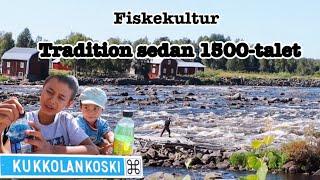 Kukkolaforsen - Här får man bara fiska med håv