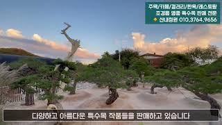 이렇게 아름다운 소나무 특수목 판매 농장이 서울에 있습니다 - 서울시 서초구 원지동 116-1 "산내정원"