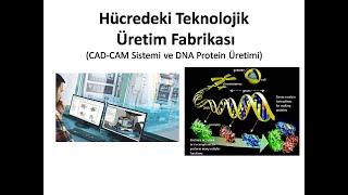 HÜCREDEKİ MUAZZAM FABRİKA (CAD-CAM Sistemi ve DNA Protein Üretimi)