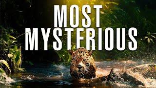 Secrets Of The AMAZON RAINFOREST Exposed  - Free Documentary Nature