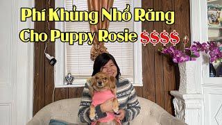 Phí Khủng nhổ răng cho bé Cún Rosie hơn 2000 đô la Mỹ