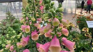 Digitalis Arctic Fox Rose - Sant Open House 2019