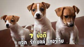 7 ข้อดีของสุนัขพันธุ์แจ็ค รัสเซลล์ เทอร์เรีย