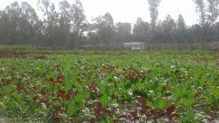 ঐতিহ্যবাহী আমাদের বালুয়াকান্দি গ্রামের সৌন্দর্যময় দৃশ্য দেখুন|| Asadullah TV.BD