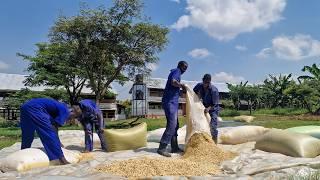 How I Have Solved the Chicken Feed Problem on my Farm