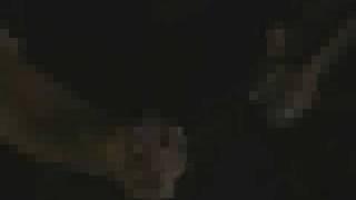 Amon Amarth: Death in fire.Wacken 2006