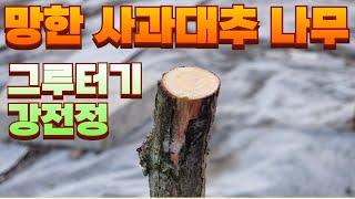 망한 사과대추나무 강전정.그루터기 전정.사과대추나무 가지치기.마당있는집 과일나무 키우기.과일조경.과실수 키우기