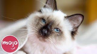 Top 10 Greatest Cat Breeds