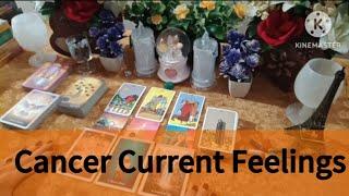 |Cancer Current Feelings Of Your Person|With Angel Guidance/Timeless Tarot Reading @Astrotarot455