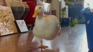 Duck Running 2 (viral tiktok)