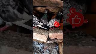 #viral #shorts #pigeon #birds #pets #ytshorts