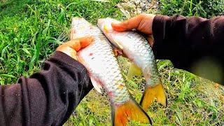 Dah lama perhati.. ini ubat dia | Mancing Ikan #sebarau sungai langat