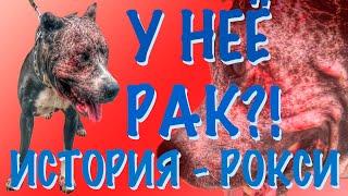 Приют для животных.  История Рокси или как выжить после всего...