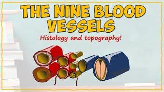 9 Types of BLOOD VESSEL - Histology and Topography!