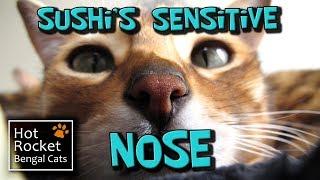 Bengal cats have a good sense of smell - Sushi smells something bad!