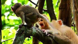 Wow, Little Robin excitement to closeness with Aruma & Brindy while mom Allow, Cute baby monkey