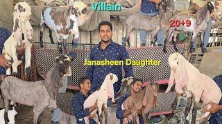 #janasheen Daughter Hyderabadi goats Top Quality Collection Available Ismail Bhai ke Pass