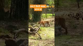 Tiger  ala #funny #comedyshorts #reels #ytshorts #Akshara Dhawade