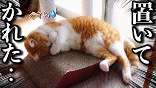 実家に帰らせて頂きます！置いてかれた猫の可愛い仕返し