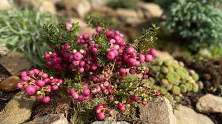 Моя каменная горка в октябре + акцент на ГАУЛЬТЕРИИ ⭐️ Mein Steinbeet im Oktober ⭐️ GAULTHERIA ⭐️