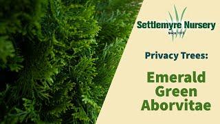 Privacy Trees: Emerald Green Arborvitae