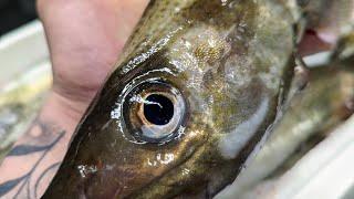 Check out a sneak preview inside Bells Fishmongers Kingstown. Stiff alive Codling/Cod (Gadus Morhua)