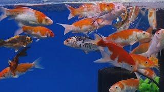 AL NOOR #AQUARIUM falaknuma #hyd #offer 10% discount #big #fishes #8919447418