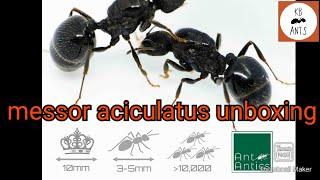 AntAntics Messor Aciculatus Unboxing/Review + More