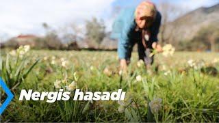 Nergis Hasadı | Döşemealtı