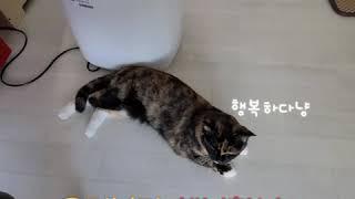 사실은 똑똑한 고양이 봉자