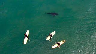 San Onofre State Beach - Great White Shark (s) sighting with some fun surf