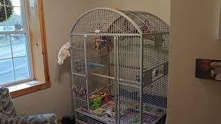 What Can A Cockatoo Get Into Alone In His Room?