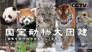 雪豹 藏羚羊 大熊猫......顶流明星动物集体亮相 让你一次看过瘾！这些世界级濒危动物如何与人类重建信任？【CCTV纪录】