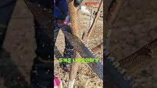 2년차 텃밭 자두나무 굵은 가지 유인하기 #자두나무 #동계전정 #자두 #자두나무가지치기