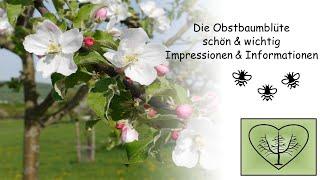 Die Obstbaumblüte - schön & wichtig. Impressionen & Informationen / EinHerzfürStreuobstwiesen
