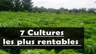 AGRICULTURE : Les 7 cultures les plus rentables en Afrique