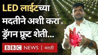 Dragon Fruit Farming : Off Season मध्ये LED  लाईट्सच्या मदतीनं करा ड्रॅगन फ्रूटची शेती...