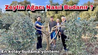 Zeytin Ağacı Nasıl Budanır ? En Basit Anlatımlı Ve Uygulamalı