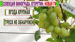  Селекция винограда! Егорутин. Новая ГФ с КРУПНОЙ ЯГОДОЙ и без ТРЕСКА. Обзор на 30 августа.