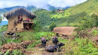 This is Himalayan Nepali village life || Best peaceful And relaxing rainy season completion video