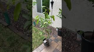 New tropical fruit tree purchases