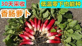 从种子1个月就收的快手菜, 低温零下也能种植, 法式早餐/美人萝卜/香肠萝卜/水萝卜, 超市买不到一定要种的懒人快手菜 No1. Easy-fast vegetable you may grow