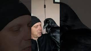 Ravens and me.#raven