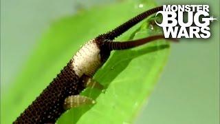 Harvestman vs  Velvet Worm | MONSTER BUG WARS