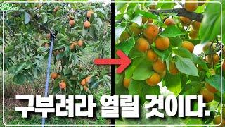 구부려라 열릴 것이다.ㅣ 감나무 가지 유인이 필수인 이유