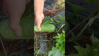 Ninja Farmer Cutting Wax Gourd Vegetable #food #nature #vegetable #foodie #cutting #farming #wax